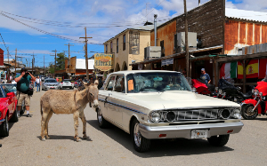oatman66