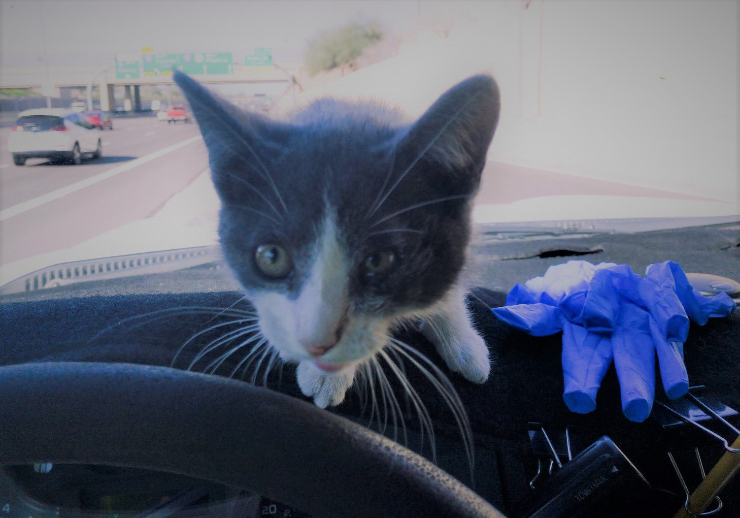 Millie finds new life thanks to ADOT
